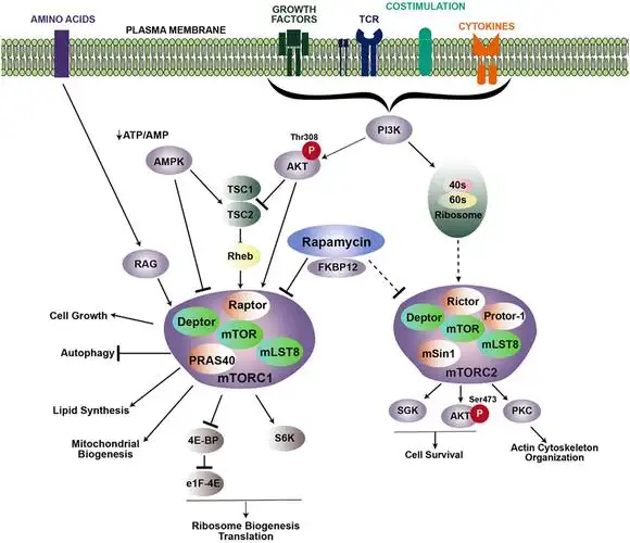 multiple cellular processes via two distinct complexes: mtorc1