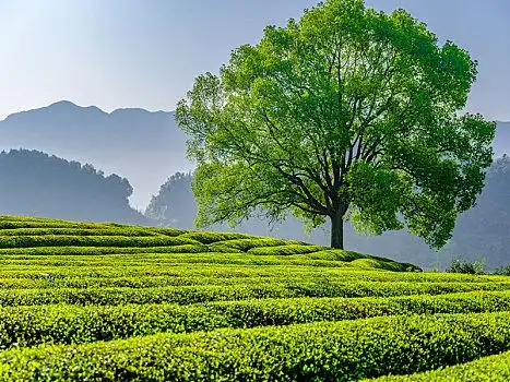 茶园风景风光图片