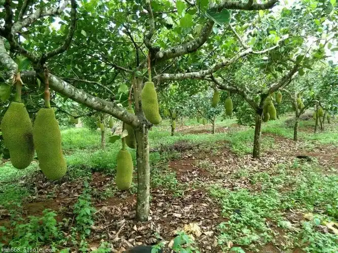 【2017菠萝蜜苗】价格,厂家,果树-搜了网