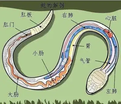 蛇的弱点是什么?为什么?