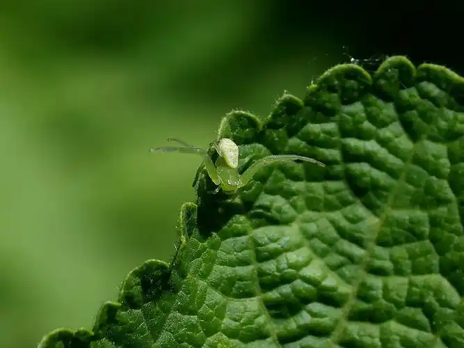 20180503小绿蜘蛛-卫津河公园