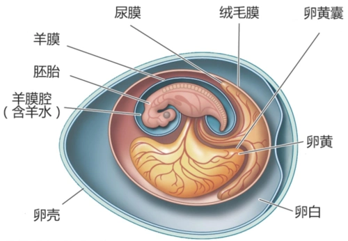 ▍ 鸟卵是典型的羊膜卵,羊膜包裹的羊水让胚胎安全稳定地发育