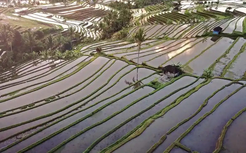 空镜头视频素材 水田梯田东南亚水稻田 素材分享