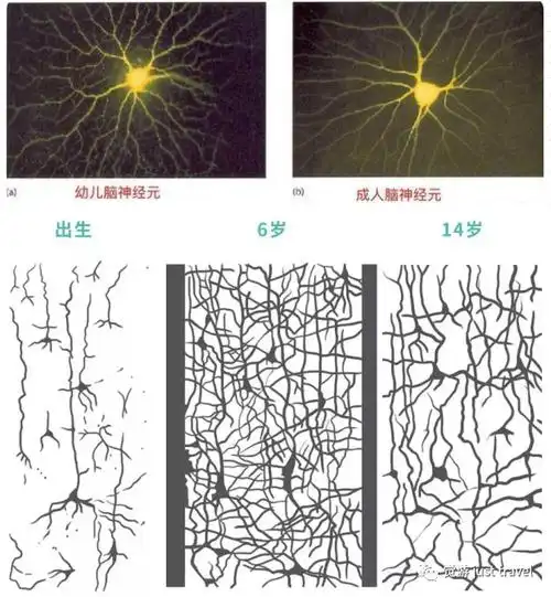 大脑神经元的主要功能是接受和传递外界信息.