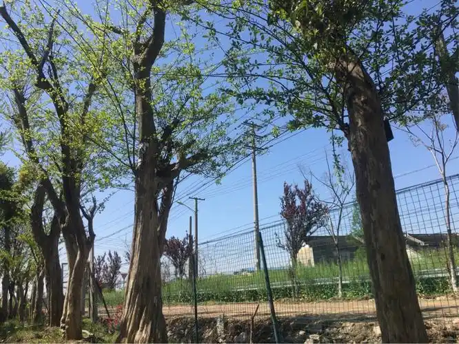 靖江市榛园柞榛基地