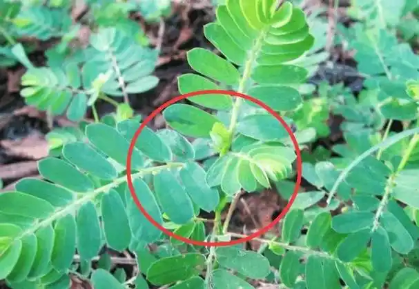 很多人却不知它有这个大作用