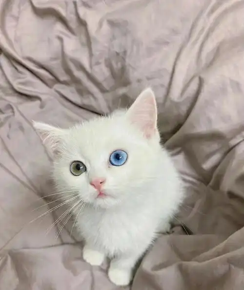 异瞳的猫好看吧 但其实好看的背后也很可怜