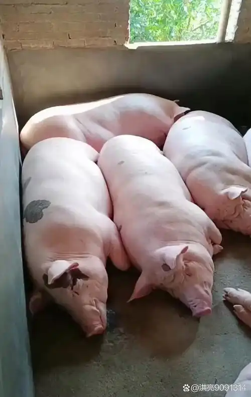 主人爱干净,连猪猪每天都干干净净,清清爽爽!