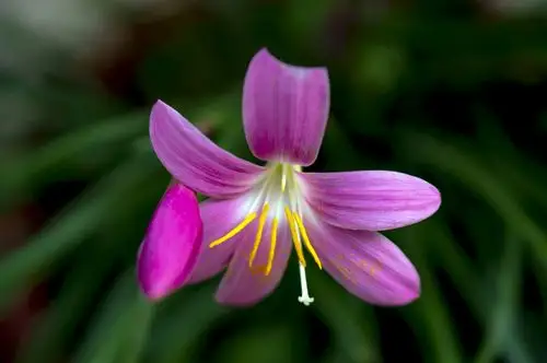 百态千姿韭菜兰