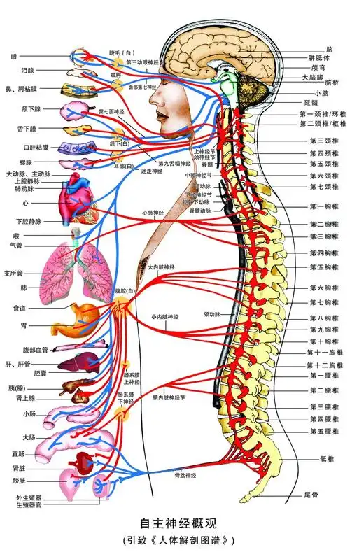 中医针灸有用么?非常感谢