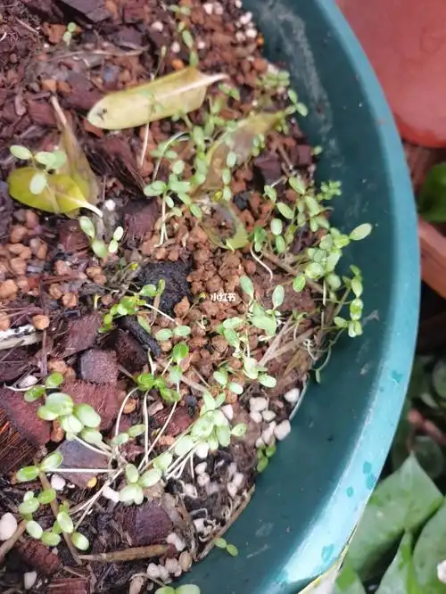 好多长春花种子呀