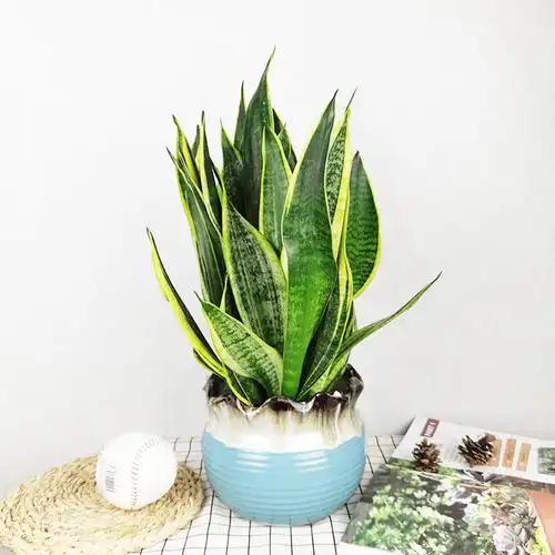 虎皮兰 盆栽植物室内客厅金边黄金宽叶带盆北欧简约陶瓷花盆 花卉