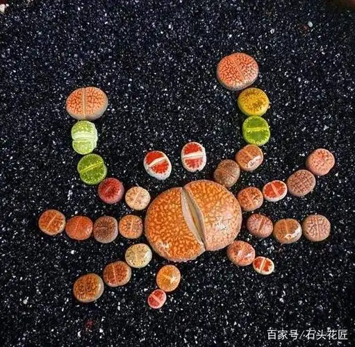 生石花还可以这样养,这只螃蟹太逼真