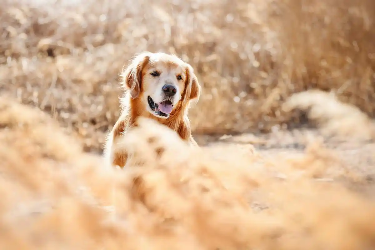 金毛生出的小奶狗非常可爱,主人也不忍心将它们送走.