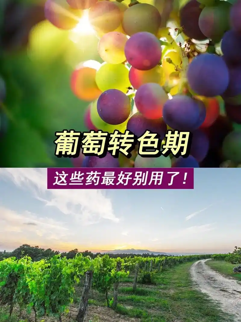 葡萄转色期这些药最好别用了!1,转色前期忌大量施用氮肥,此时 - 抖音
