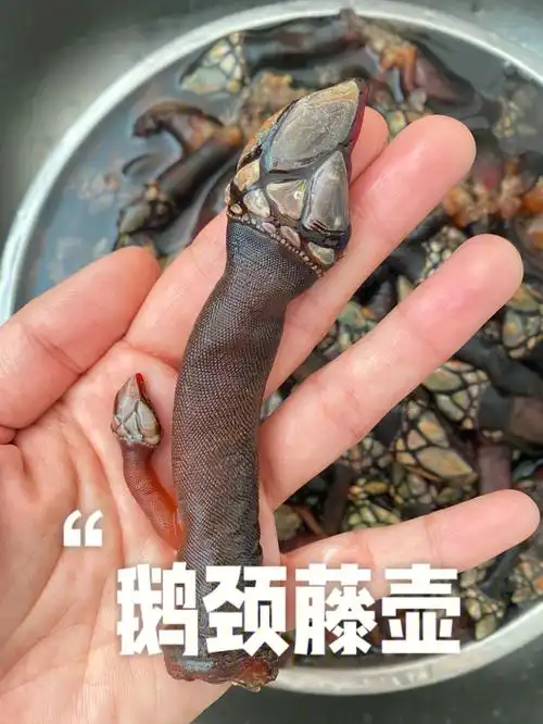 花了一年工资又来吃鹅颈藤壶了