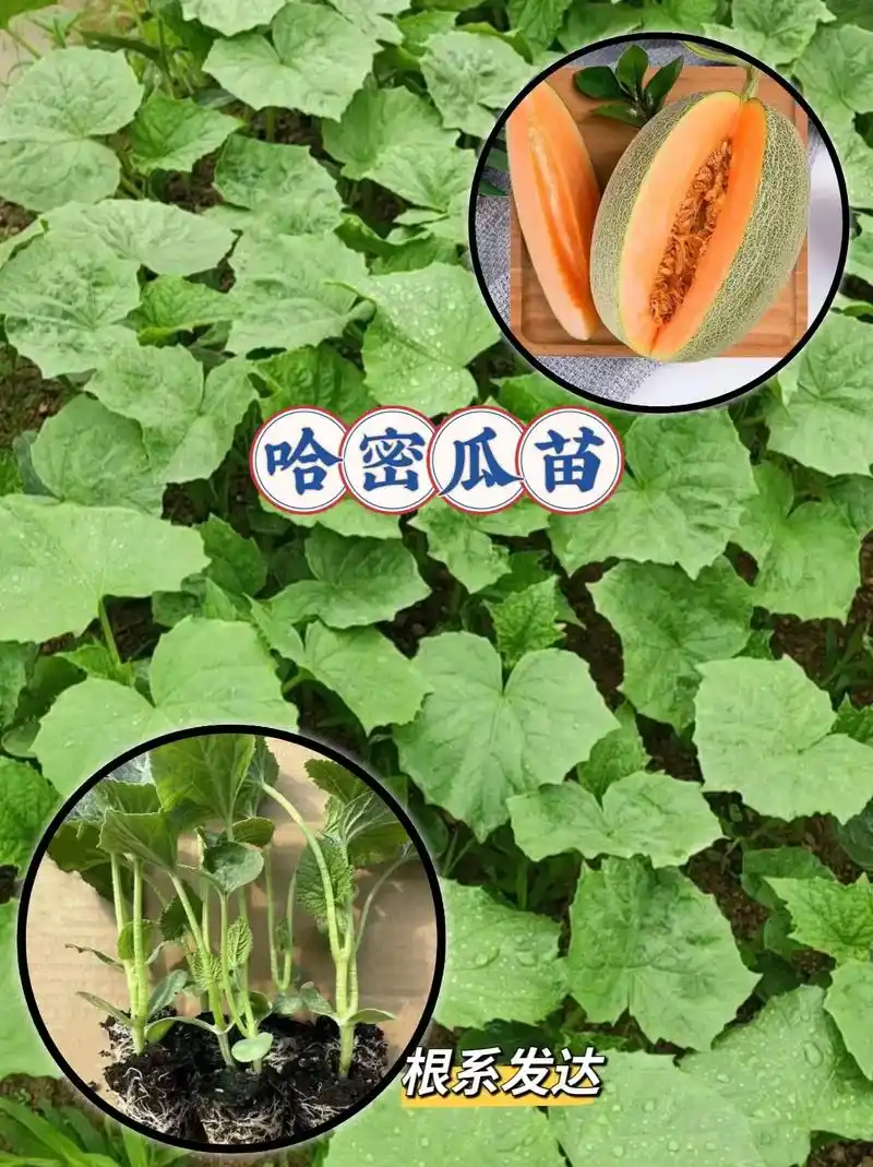 哈密瓜苗