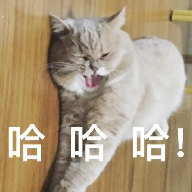 乳色英短的表情包(纯晒猫嘻嘻