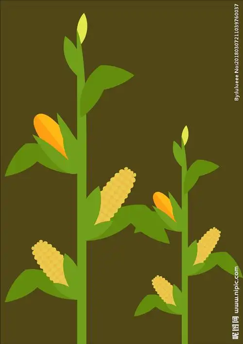 玉米玉米树图片