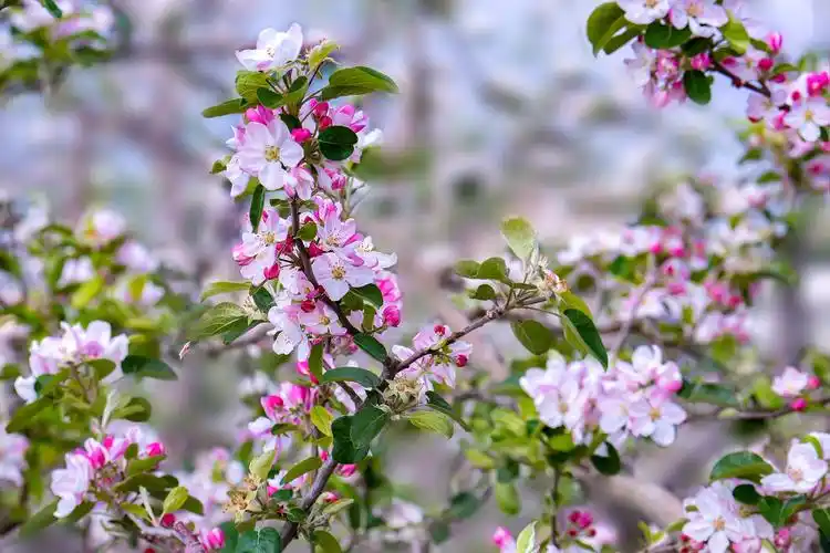 山村的苹果花静悄悄地开