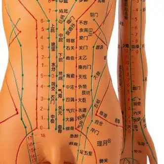 人体模型中医针灸穴位图铜人男女全身十二经络小皮人针灸穴位模型 铜