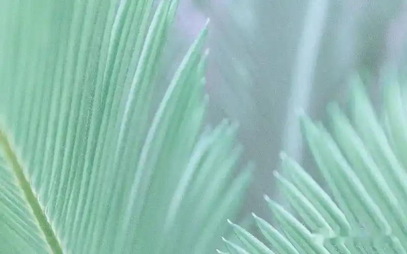 "外阴长疙瘩"是x病吗?先别慌,教你如何分辨!_症状_丘疹_特征