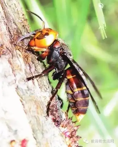 土个好玩?大勐帕土蜂,我们相互伤害吧