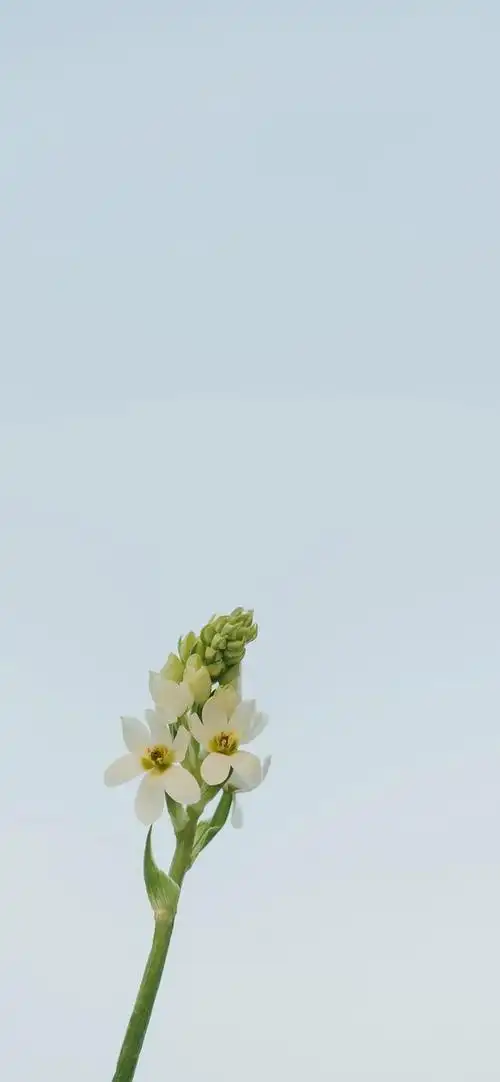 求一下比较简洁的手机壁纸