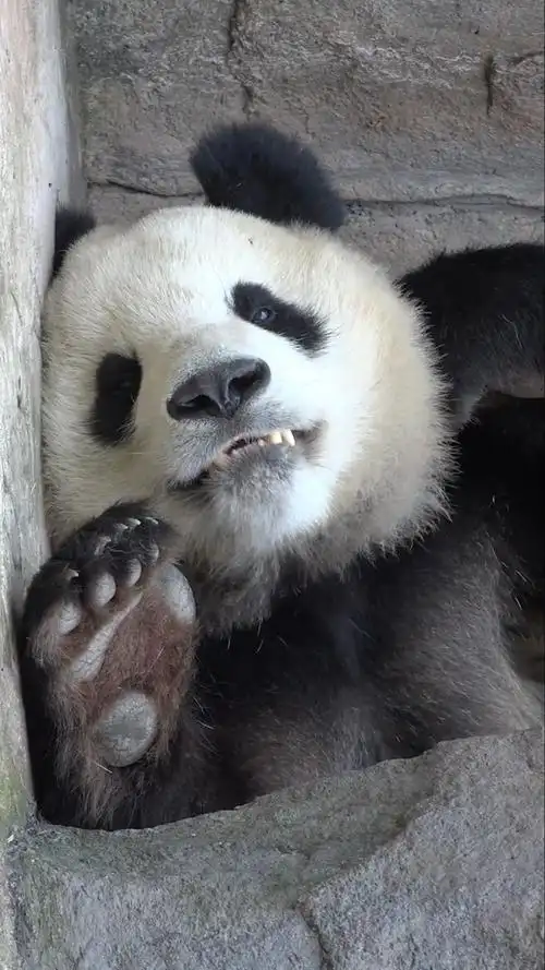 有一种动物,平时看起来很可爱,但是当它一张嘴就很吓人