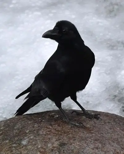 四川唐家河保护区大嘴乌鸦