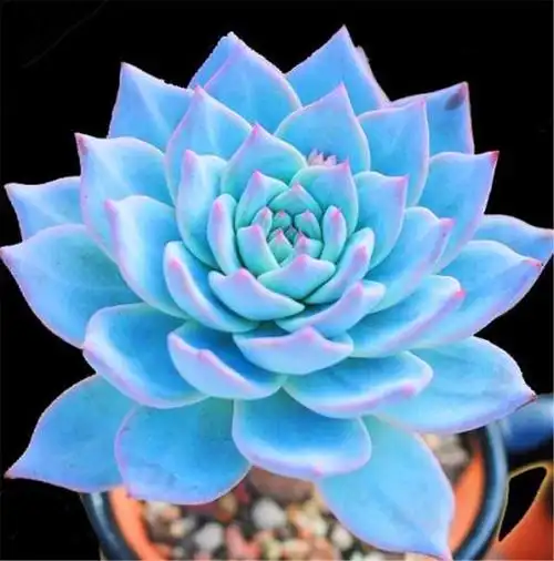 最美的6种"蓝色多肉",清冷高贵仙气飘飘,秋天展现最美状态