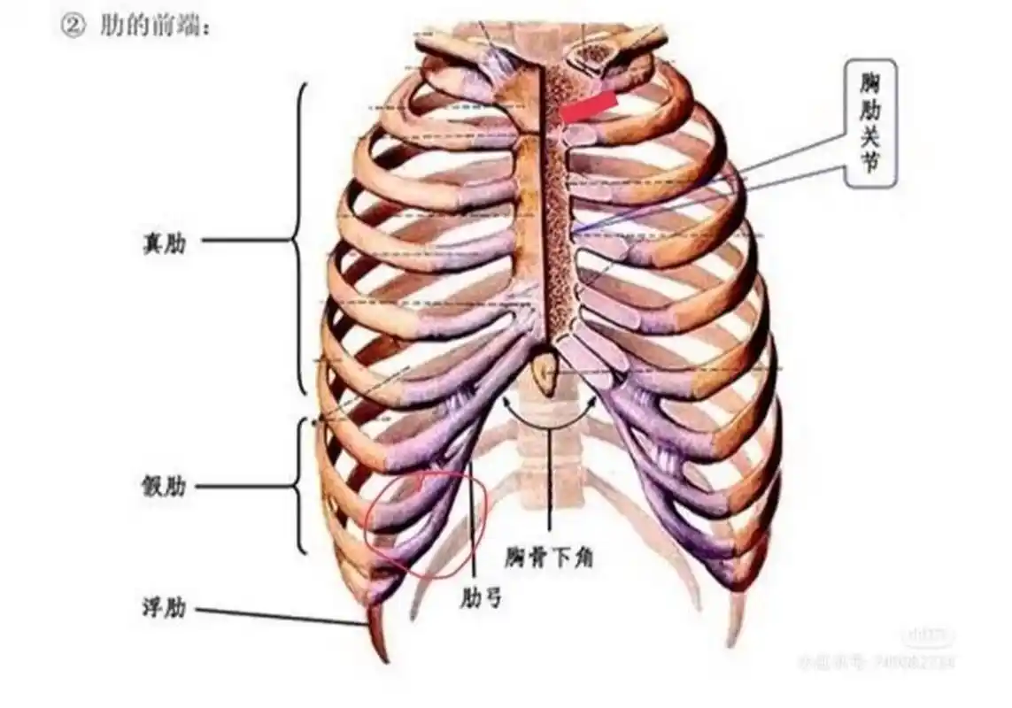 锁骨下面一点的位置 去年怀孕8个多月的时候,突然锁骨下方一点的这个