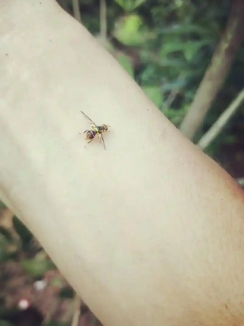 一:果蝇不会寄生动物. 二:果蝇无毒. 三:果 - 抖音