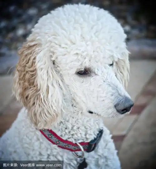年轻的标准白卷毛犬头部射击.有选择性的重点