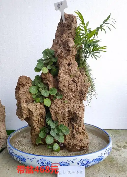 8#-莱芜上水石,山东上水石,莱芜吸水石盆景,济南莱芜和庄小郭奇石批发