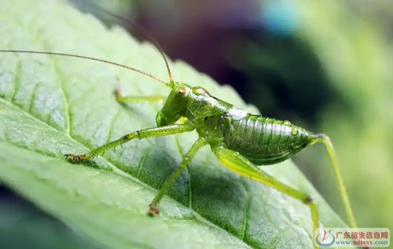 四年级作文:蝈蝈(500字)