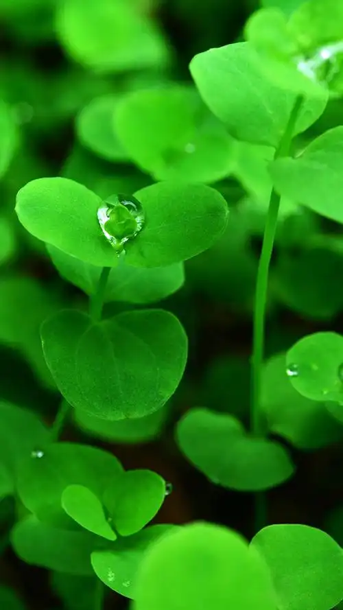 手机壁纸分享高清绿色护眼