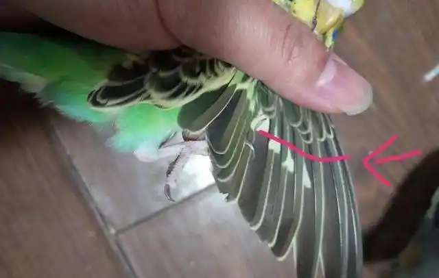 手养虎皮鹦鹉,如何剪羽?快来学习一下吧_剪法_羽毛_翅膀