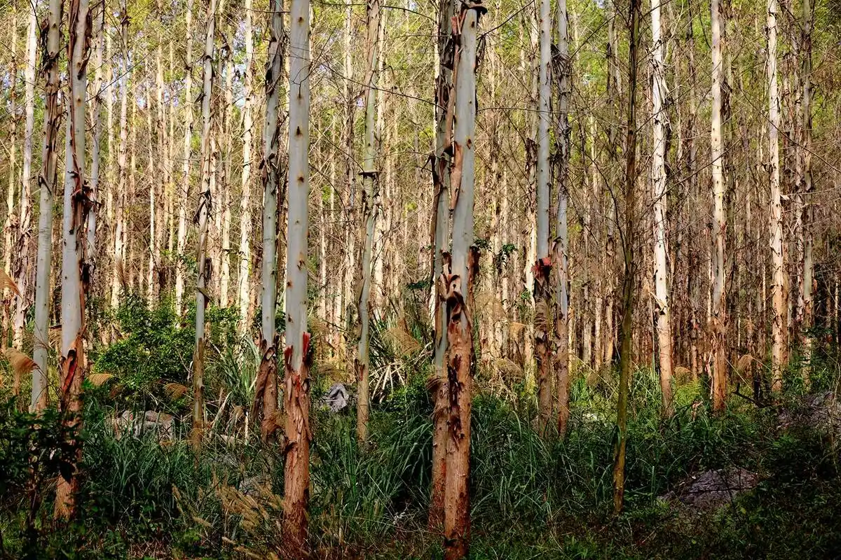 农民种了5年的大桉树,2000棵可以卖多少钱?