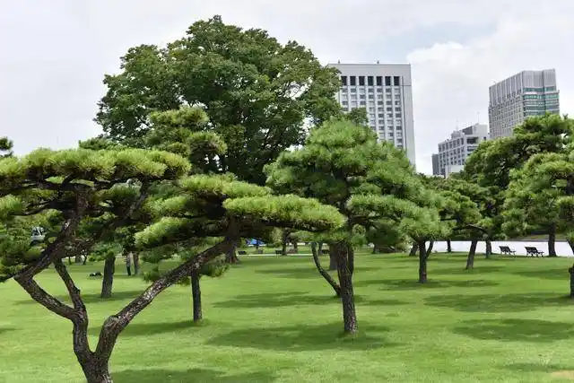 日本纪行——日本皇宫外苑里的松树