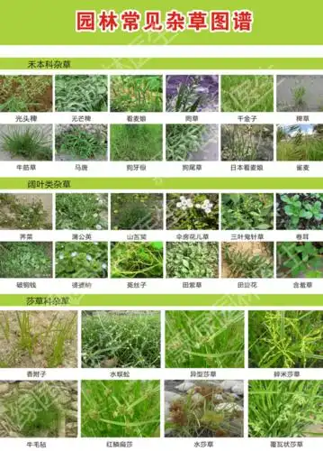 草坪常见杂草【图谱】草坪除草方法及防除技术