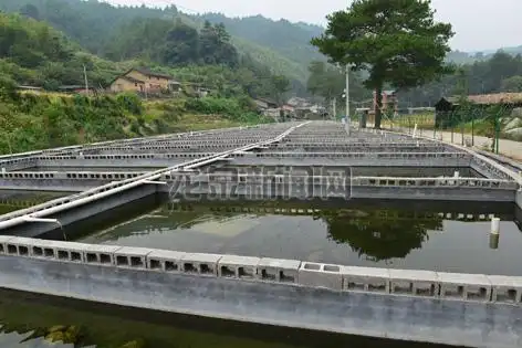 【水利】首个生态石斑鱼养殖场落户小梅金村