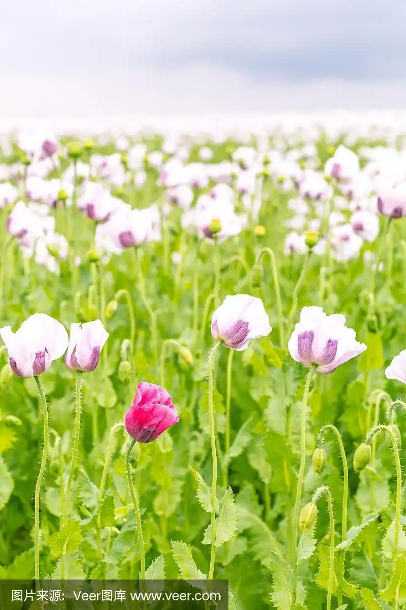 美丽的白色罂粟花