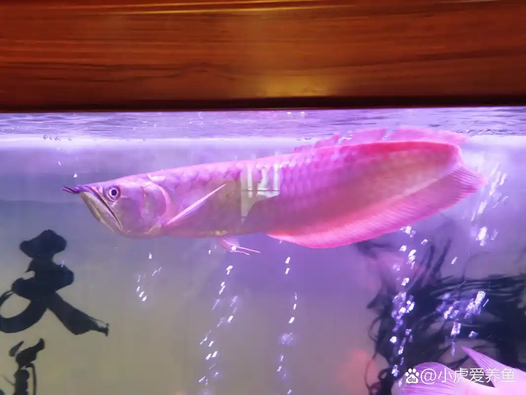 红纹蹶状态非常好,今天吃了泥鳅,昨天去吃饭的时候