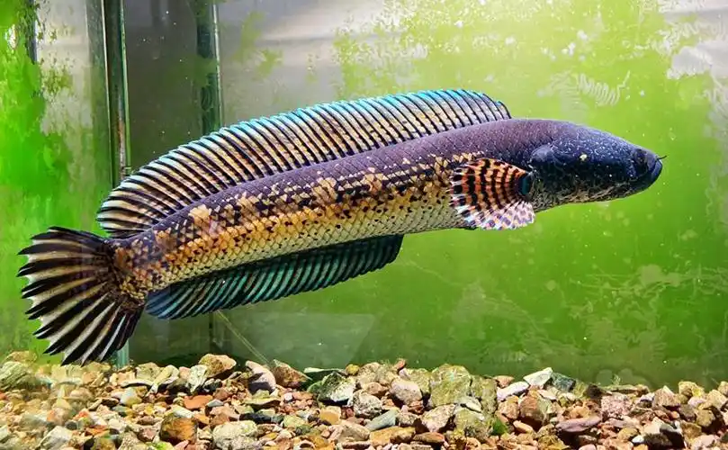 【雷龙】眼镜蛇雷龙👓🦕 - 泡泡水族