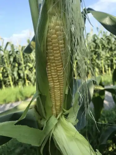 甜玉米 黄粒 鲜货