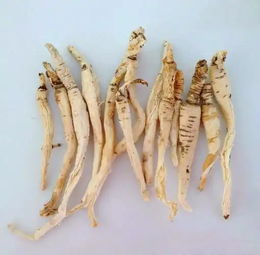 「野沙参」一种生长在石缝中的独特植物,被人们称为活血草