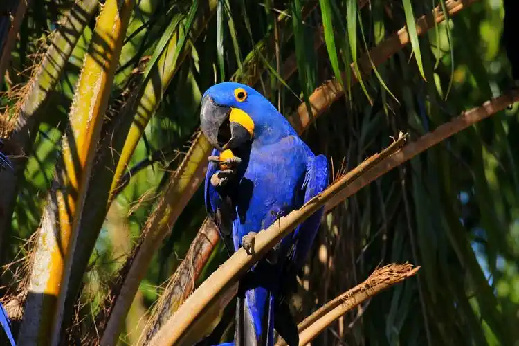 接着又看到大名鼎鼎的紫蓝金刚鹦鹉.