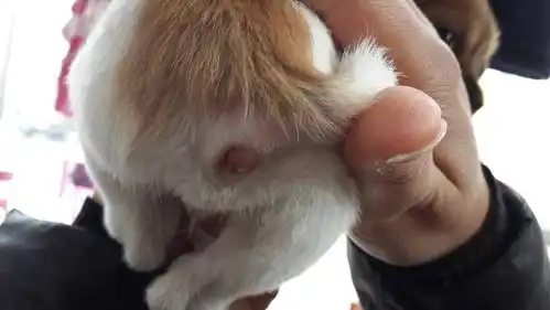 一个多月的吉娃娃 发现它拉屎很困难 看了下肛门肿了 怎么办呀