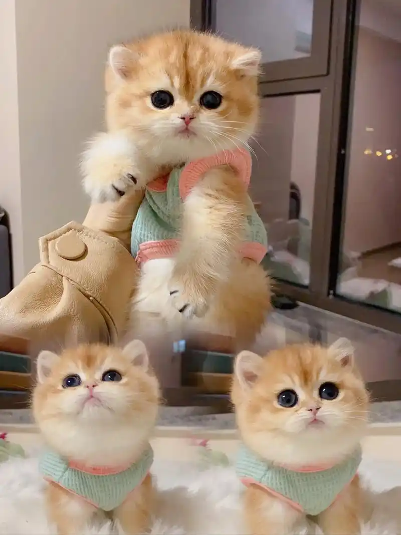 猫咪领养来啦!金渐层宝宝超可爱